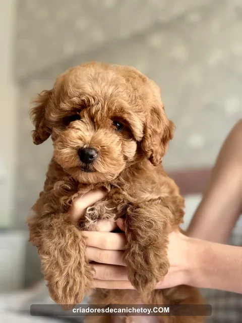 Un cachorro de caniche sostenido con cuidado