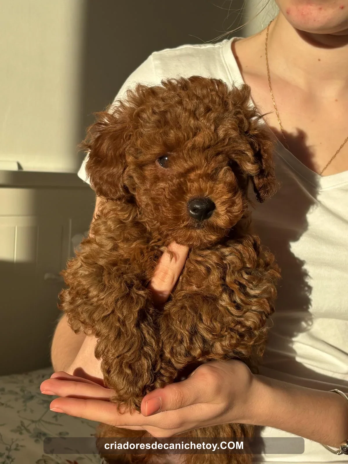 Un cachorro de pelo rizado junto a una persona de la familia