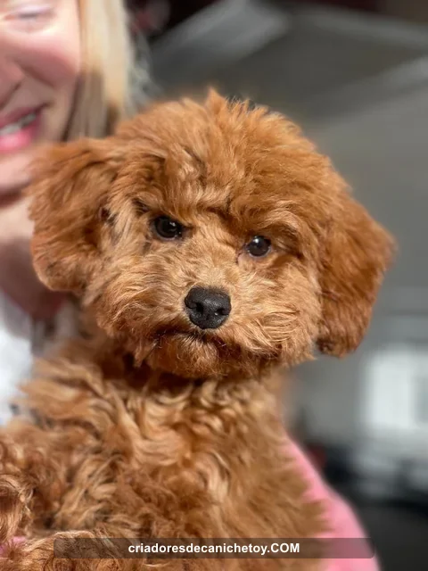 Retrato de un cachorro de pelo rojizo en brazos
