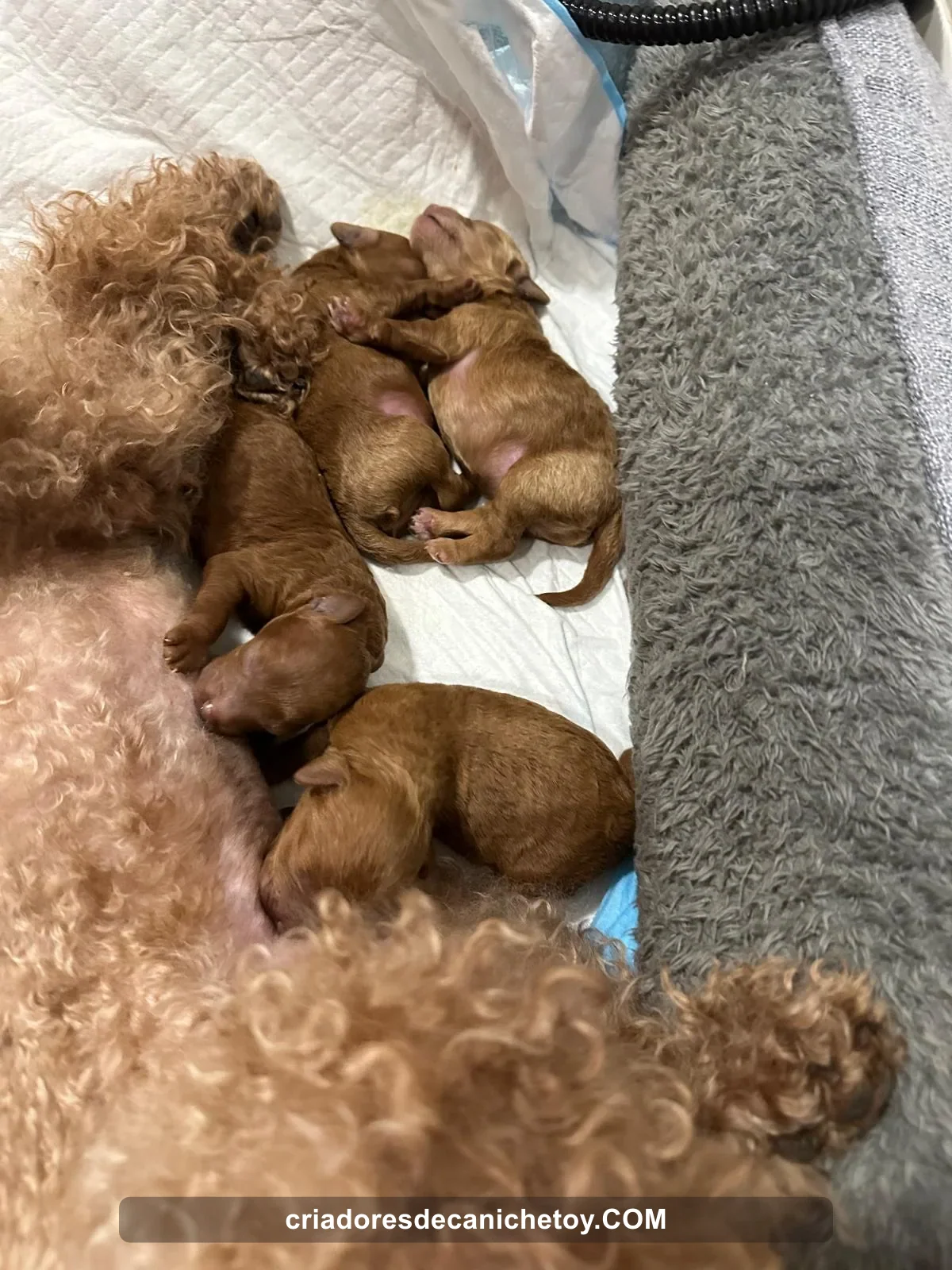 Una madre caniche junto a su camada recién nacida