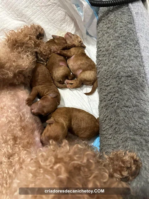 Una madre caniche junto a su camada recién nacida