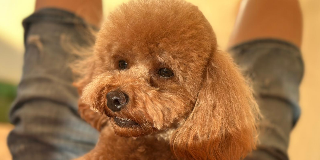 Primer plano de un caniche toy apricot en un entorno doméstico