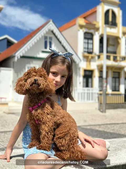 Un caniche comparte un momento con una niña al aire libre