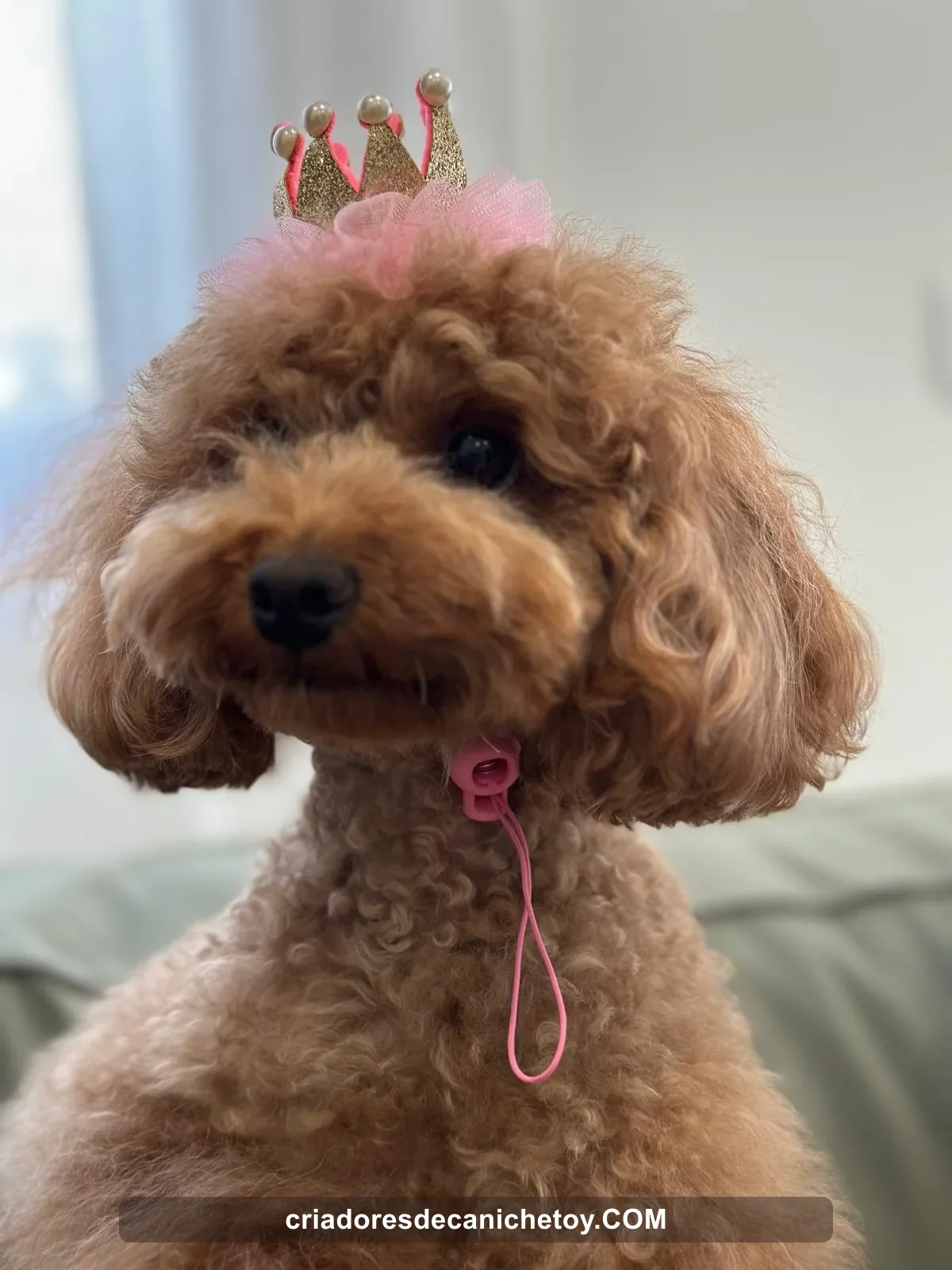 Caniche con un pequeño adorno rosa en casa