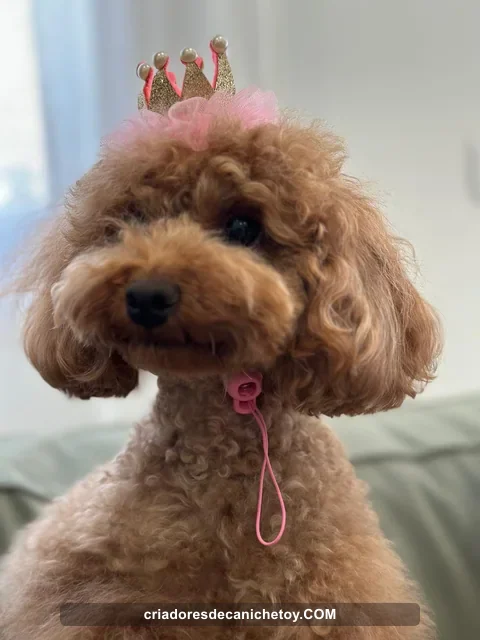 Caniche con un pequeño adorno rosa en casa