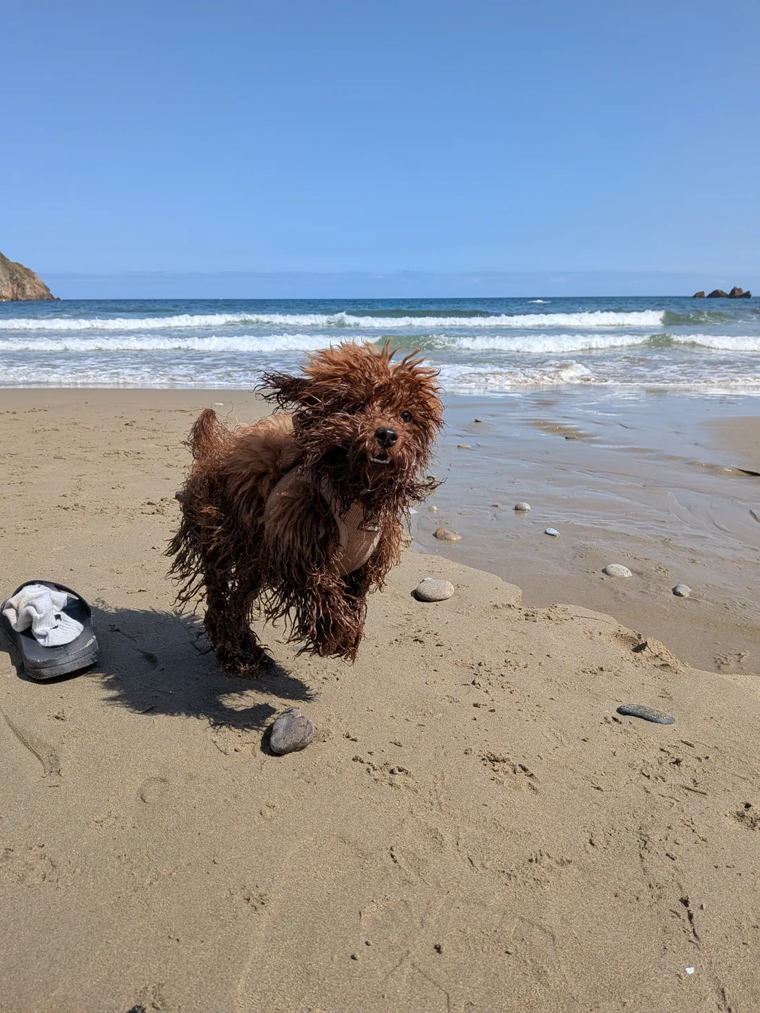 Caniche toy marrón mojado frente al mar durante un paseo por la playa