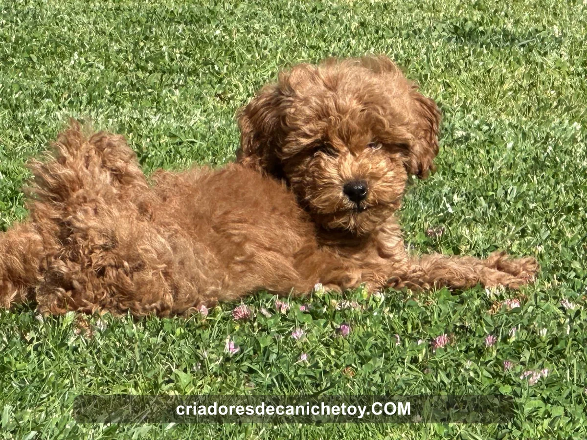 Un cachorro de caniche descansando sobre el césped
