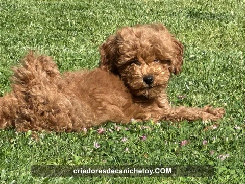 Un cachorro de caniche descansando sobre el césped