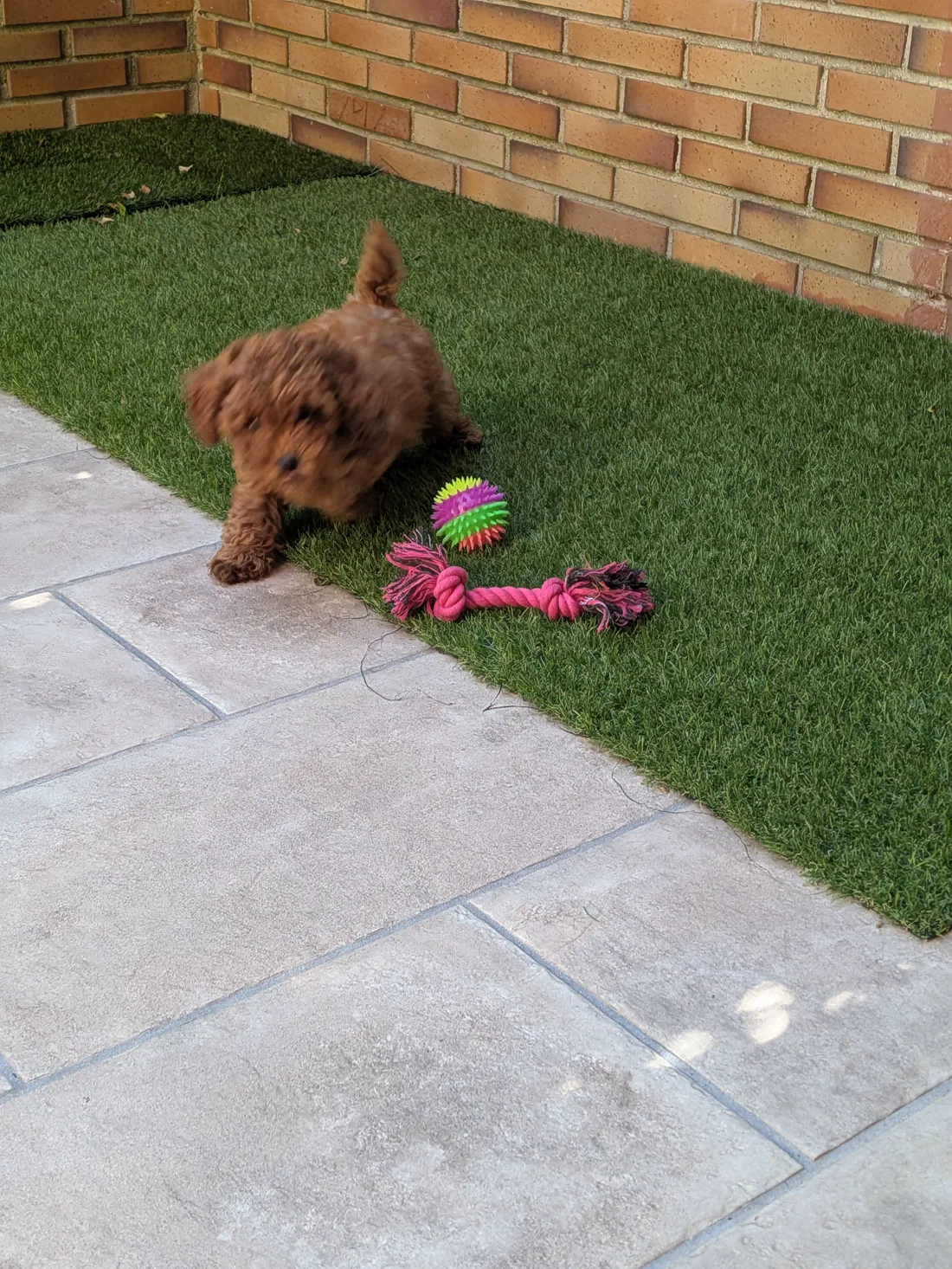Cachorro de caniche toy marrón jugando con una pelota y una cuerda en el jardín
