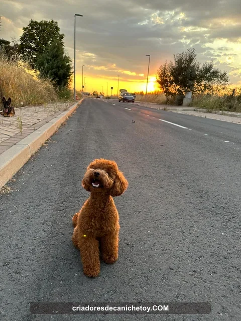 Un caniche durante un paseo al atardecer