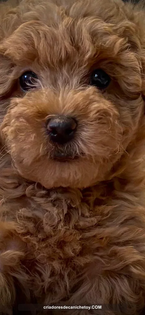 Primer plano de la mirada de un caniche