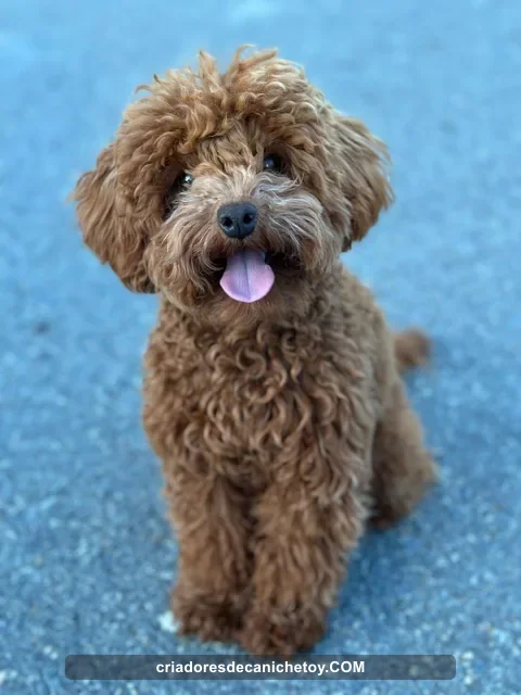 Caniche de pelo rojizo sentado sobre un suelo azul