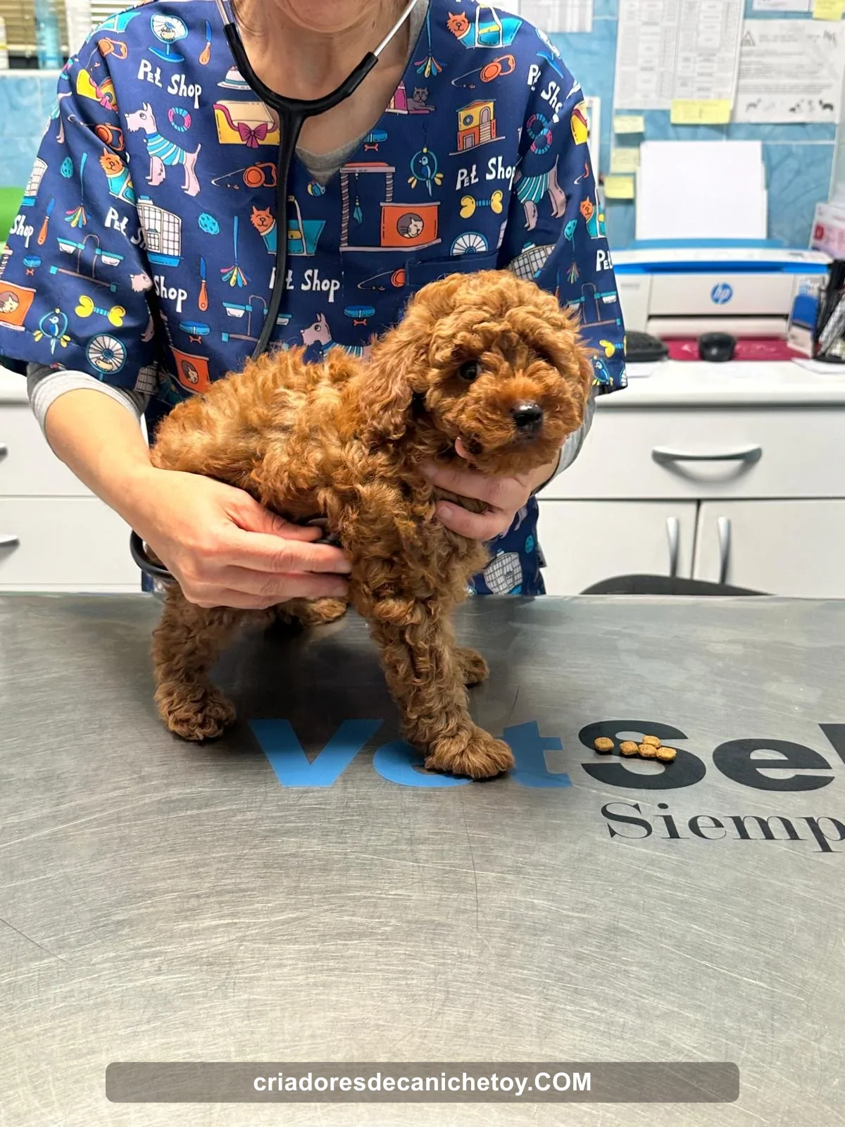 Un caniche en la mesa de una consulta veterinaria