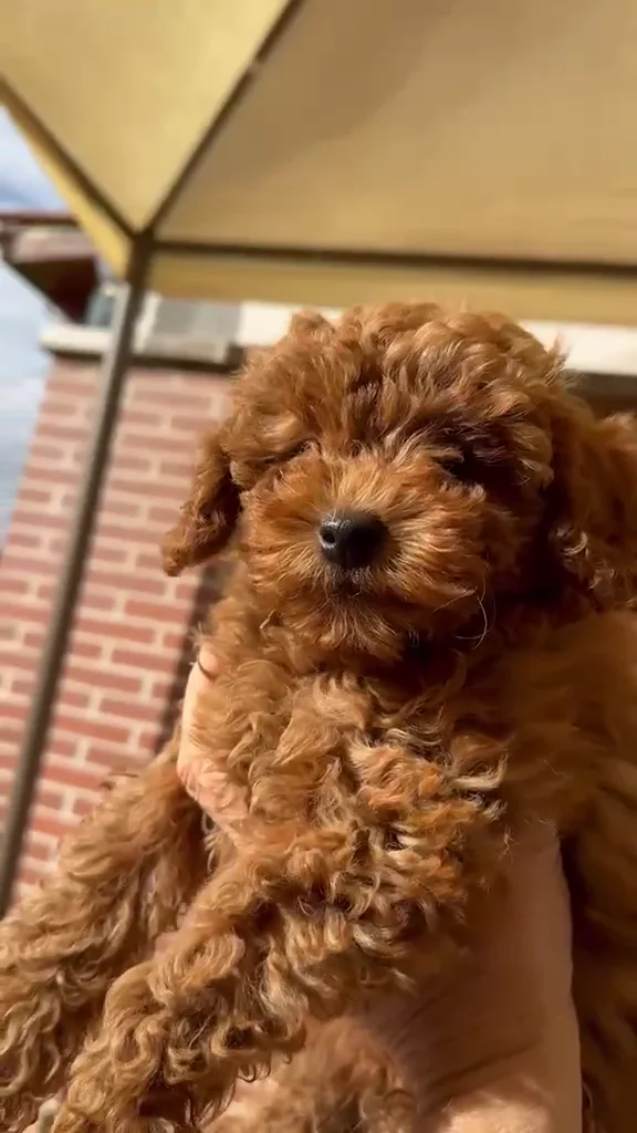 Cachorro de caniche toy apricot sostenido con cuidado