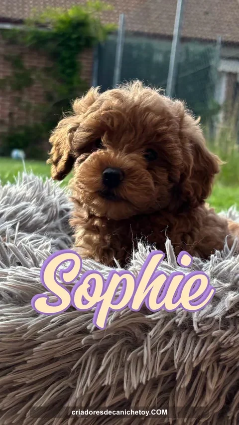 Sophie, un cachorro de caniche en el exterior