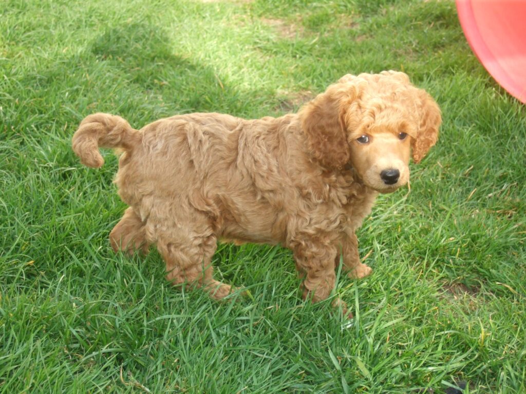 Cachorro de caniche (poodle) de 8 semanas