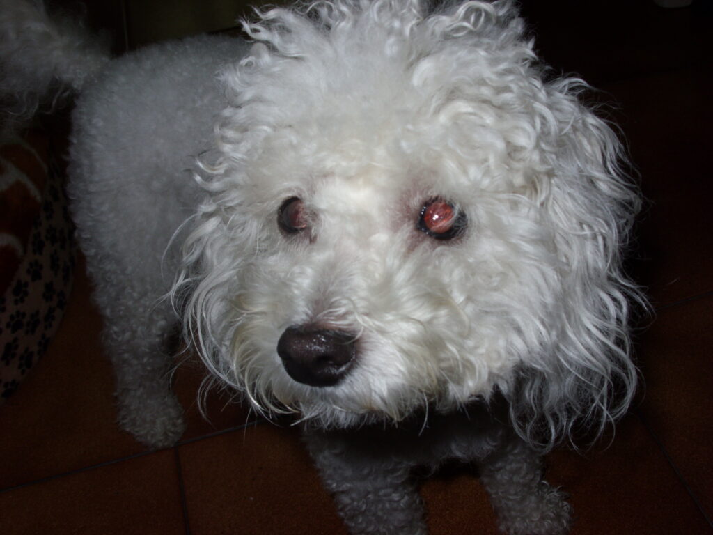 Caniche toy blanco